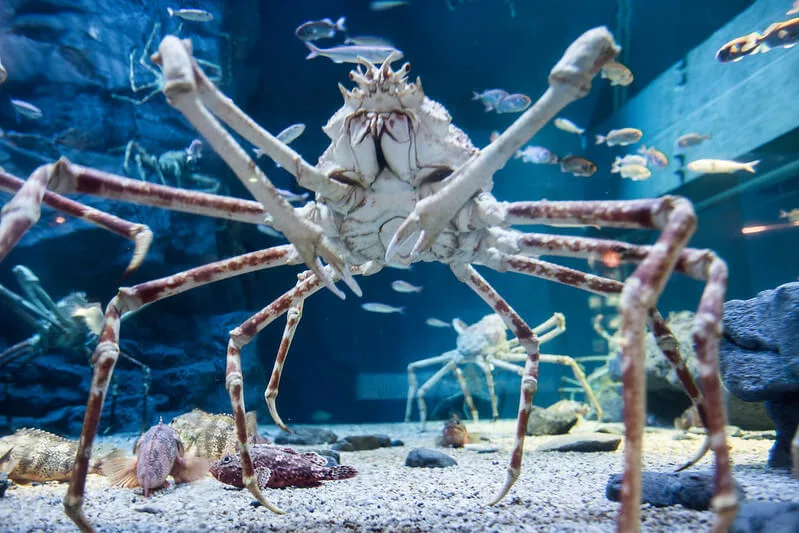 Japanese Spider Crab