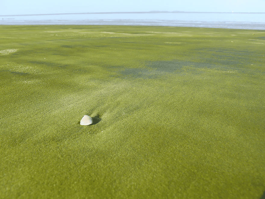 Kourou, French Guiana, has green sand