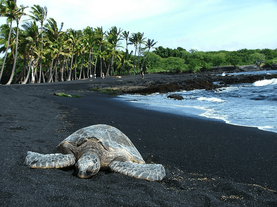 Hawaii’s Punaluu Black Sand Beach