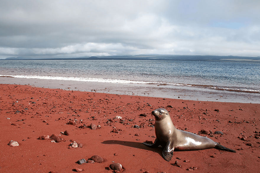 Rabida Red Sand Beach, Galapagos