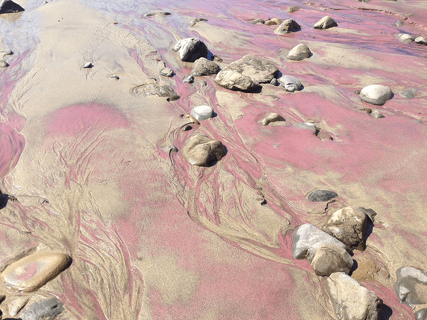 California’s Pfeiffer Purple Sand Beach