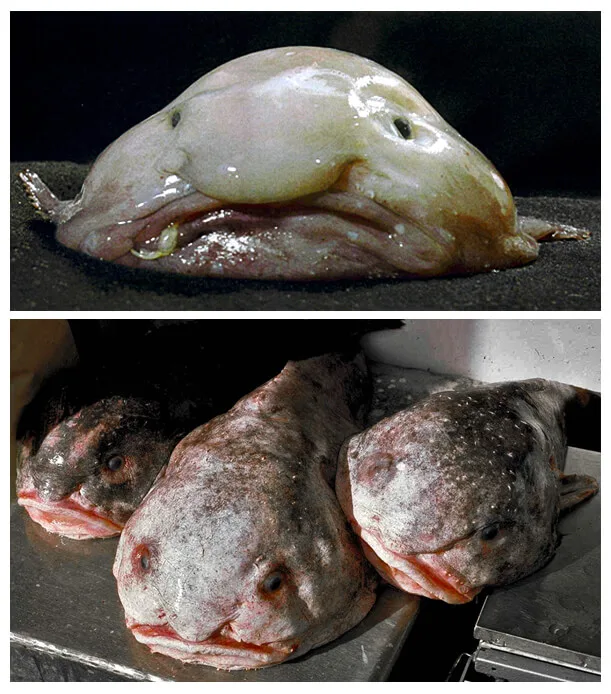 Blobfish