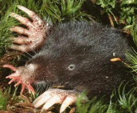 Star-Nosed Mole