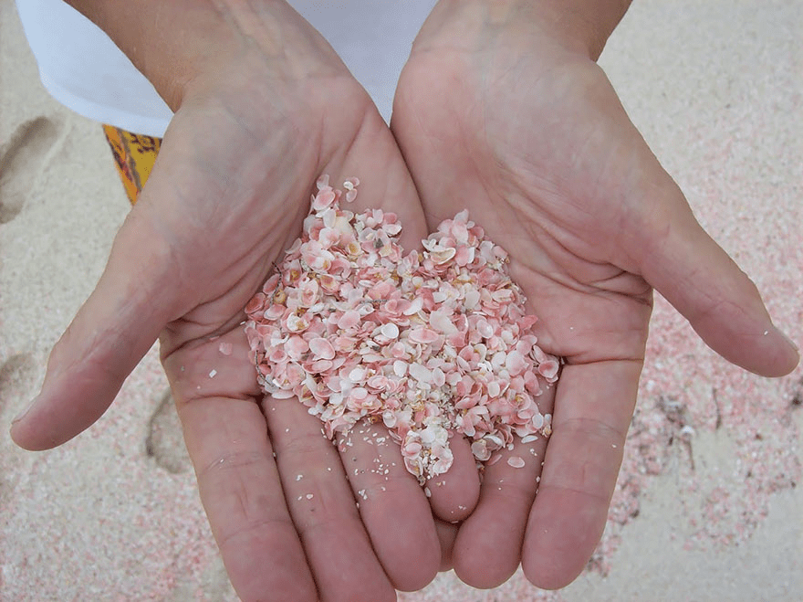 Pink Sand Beach in the Bahamas