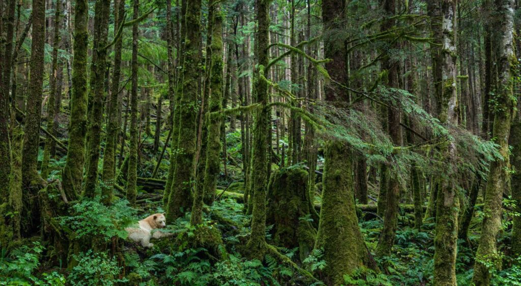 The Ancient Forests of Great Bear Rainforest