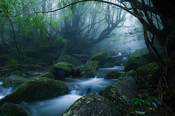 The Enchanting Forests of Yakushima