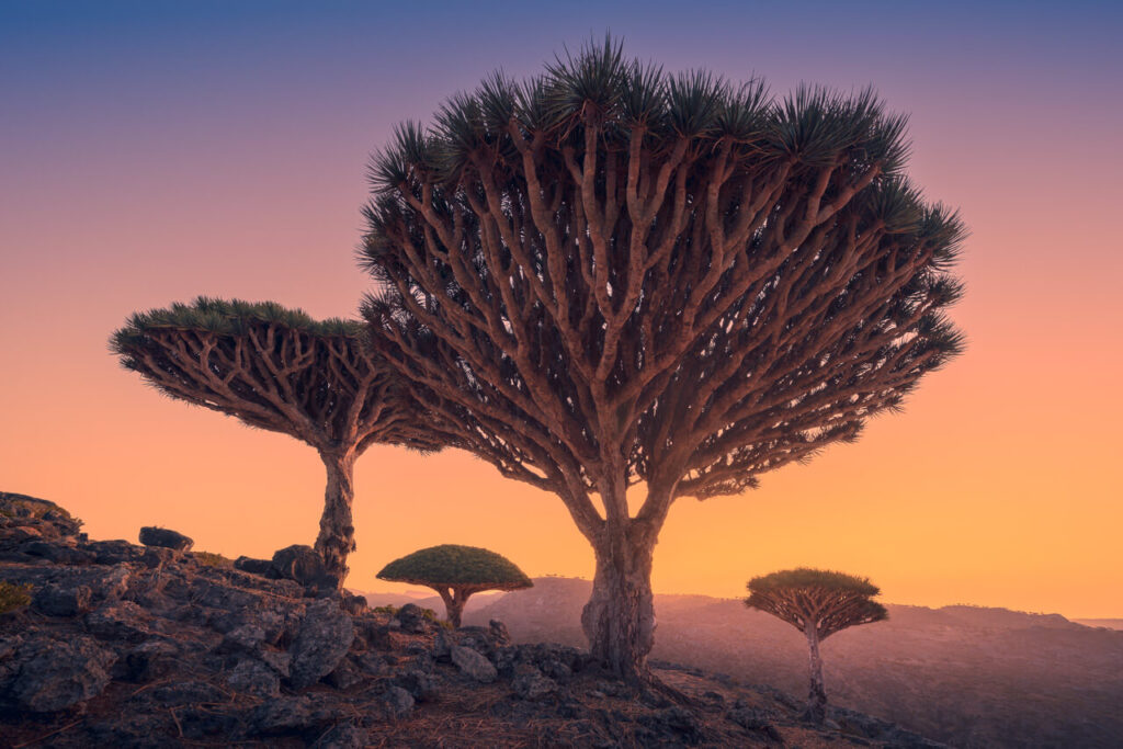 The Pristine Beauty of Socotra, Yemen