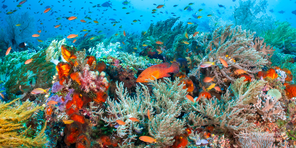 The Vibrant Coral Reefs of Raja Ampat