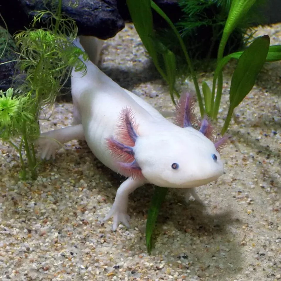 Axolotl