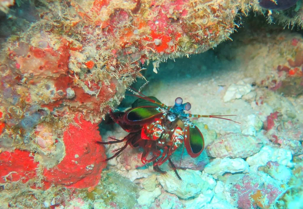 Mantis Shrimp