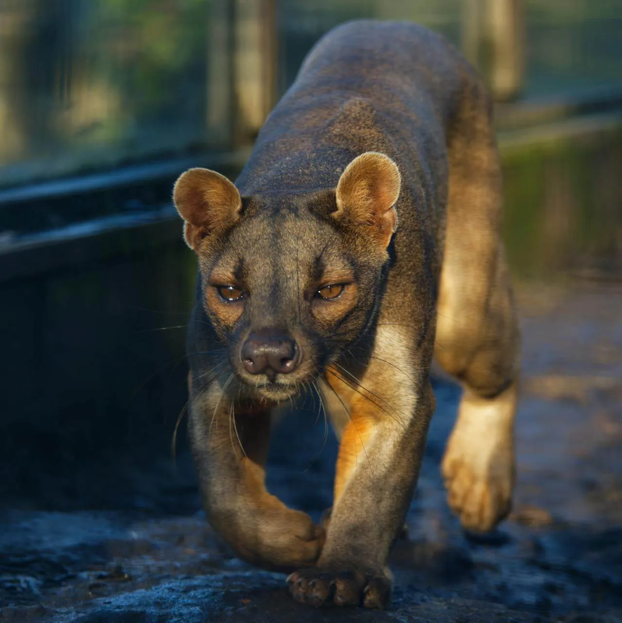 Fossa