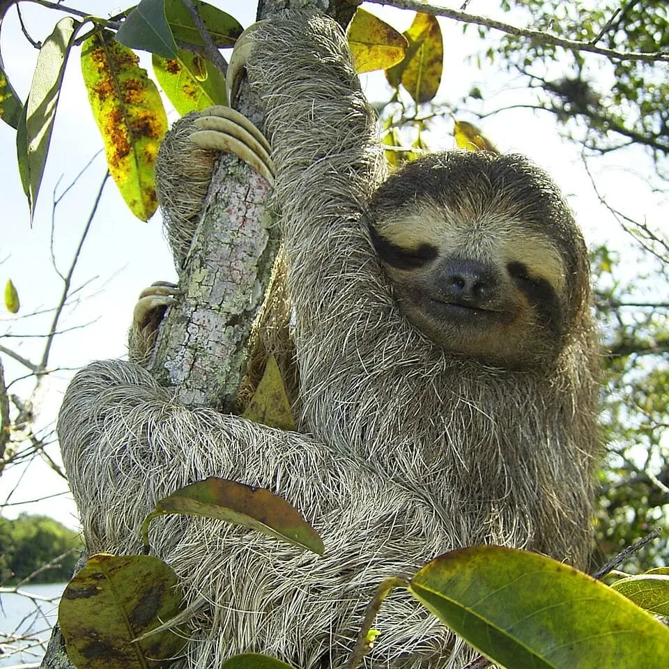 Sloth