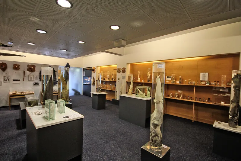 Icelandic Phallological Museum