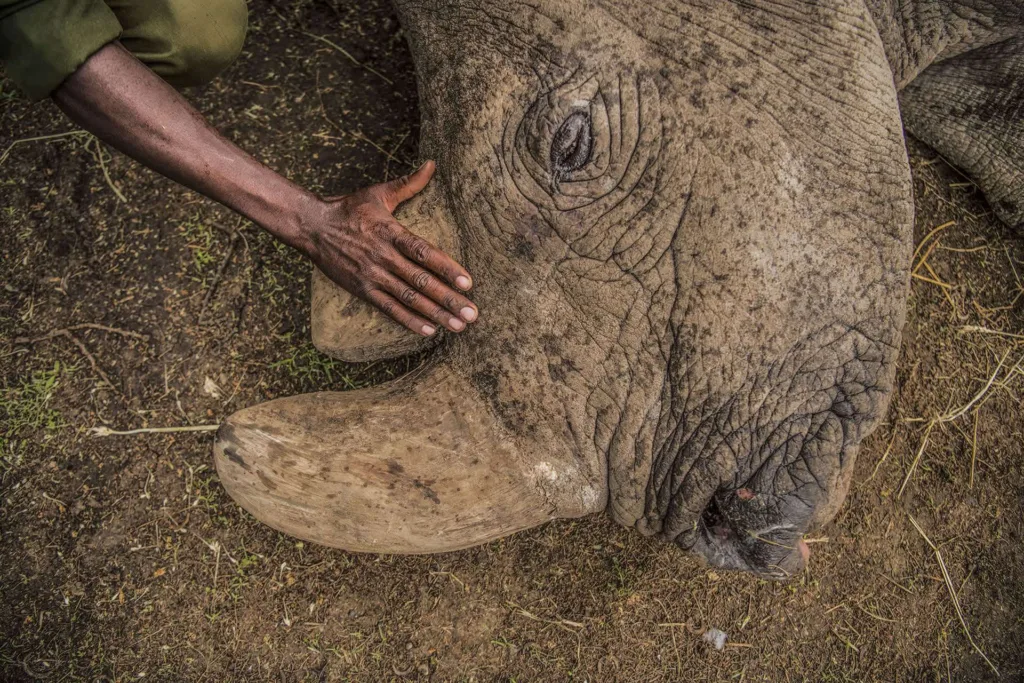 Sudan the last male white rhino