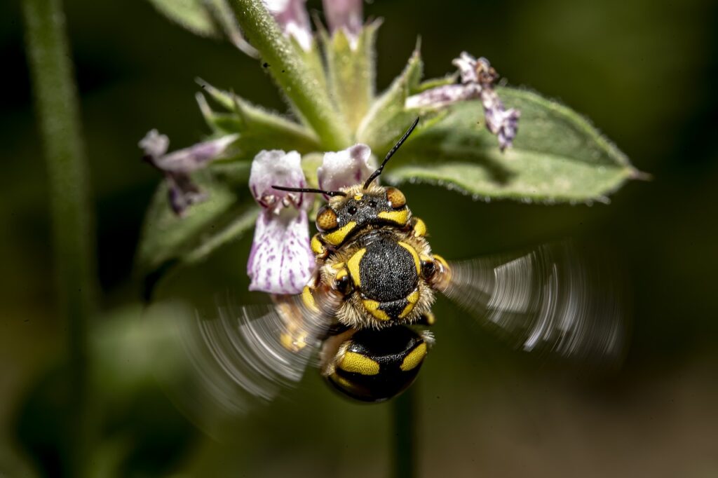 Pollination Powerhouses: How Bees Shape Our Ecosystem