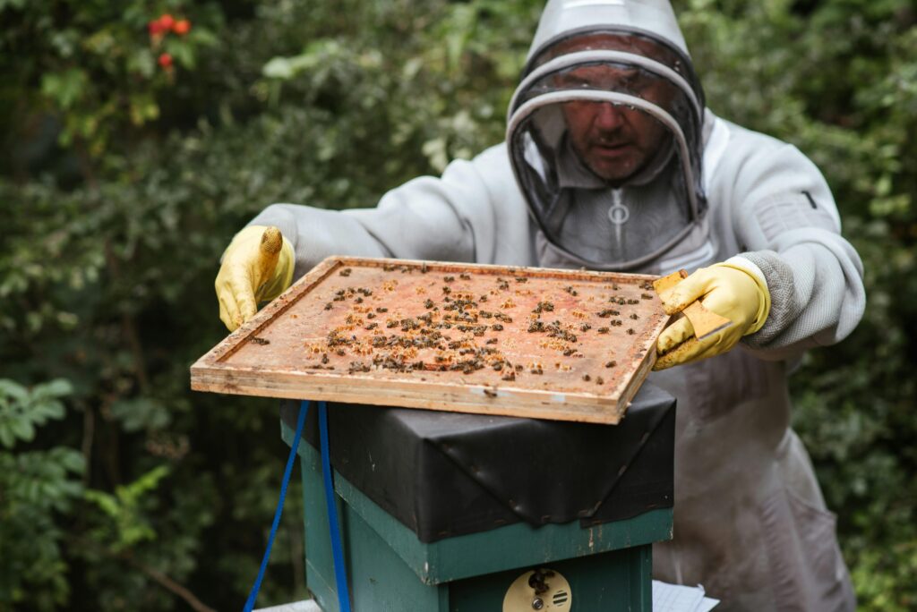 Pollination Powerhouses: How Bees Shape Our Ecosystem