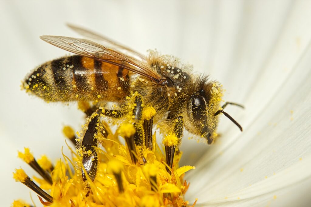 Pollination Powerhouses: How Bees Shape Our Ecosystem