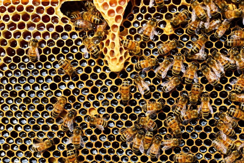 Pollination Powerhouses: How Bees Shape Our Ecosystem