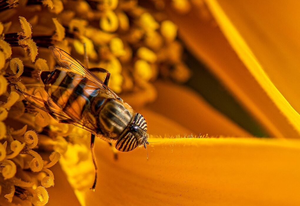 Pollination Powerhouses: How Bees Shape Our Ecosystem