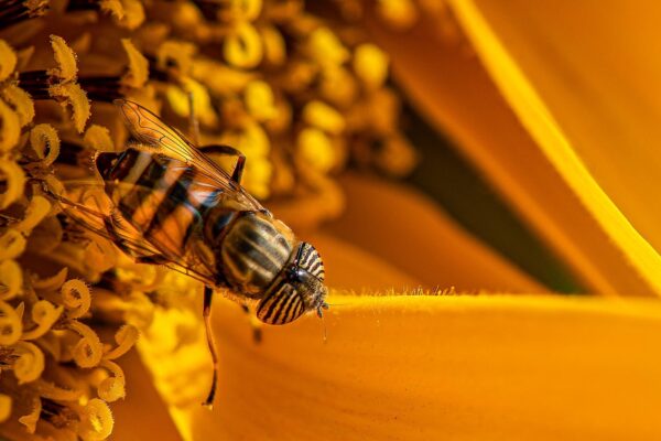 Pollination Powerhouses: How Bees Shape Our Ecosystem