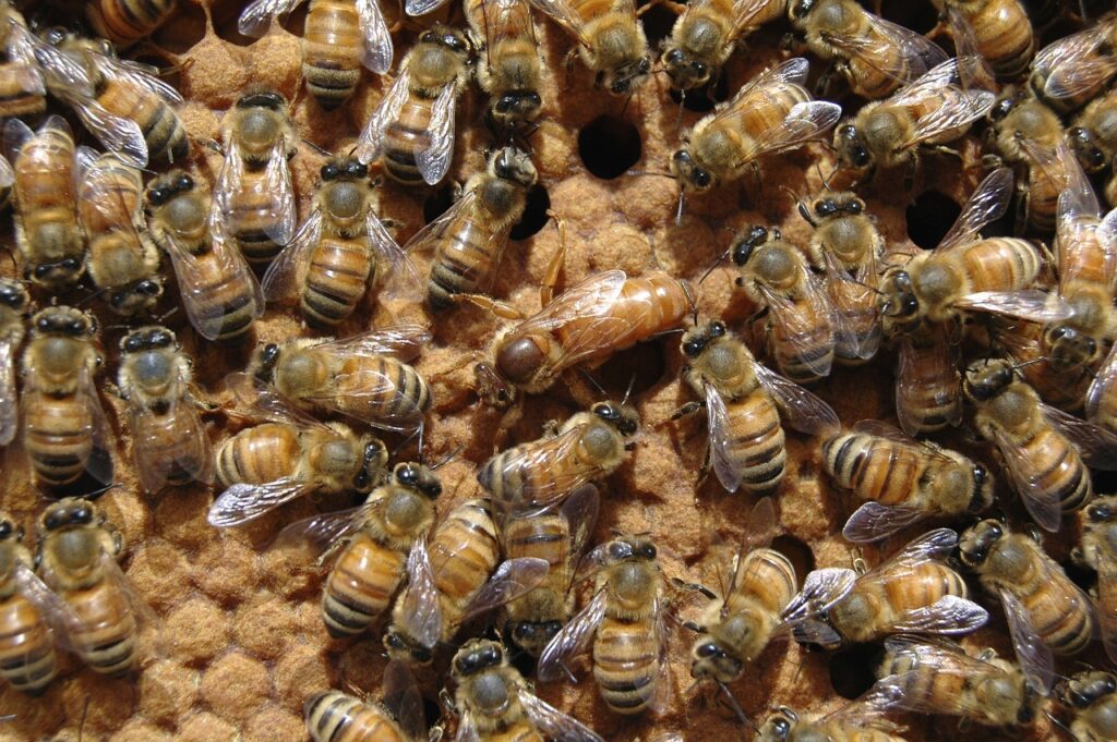 Pollination Powerhouses: How Bees Shape Our Ecosystem