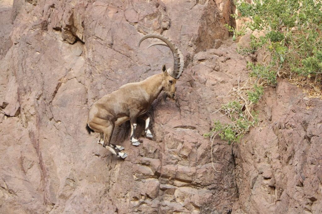 Mountain Goat