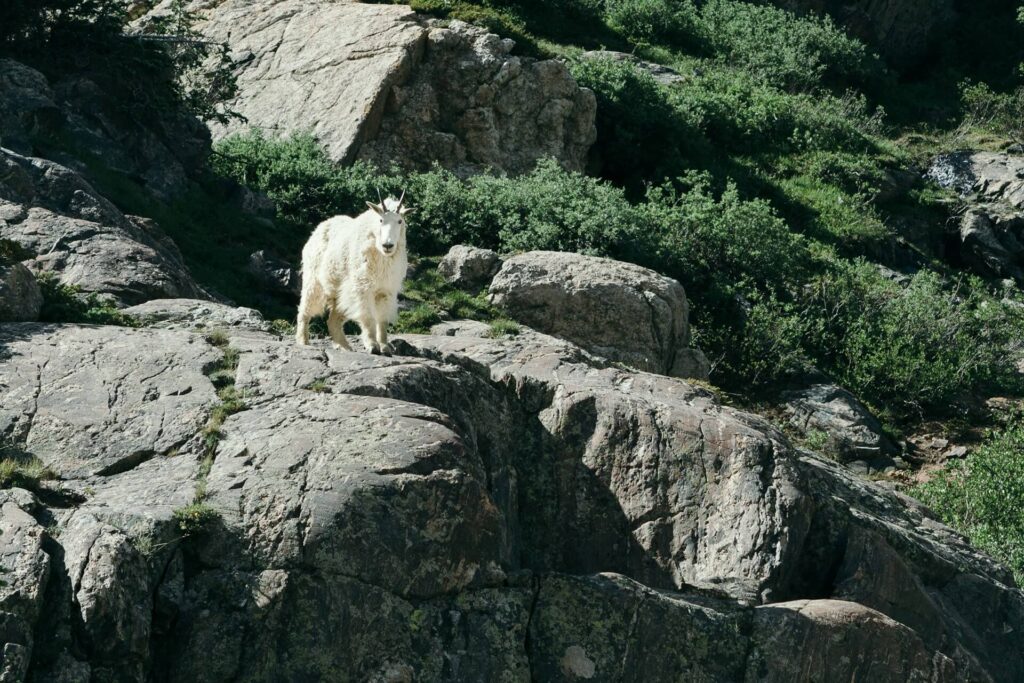 Mountain Goat