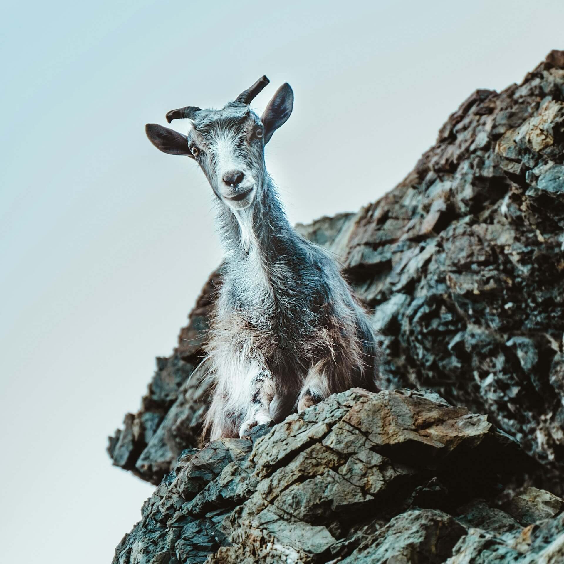 Mountain Goat