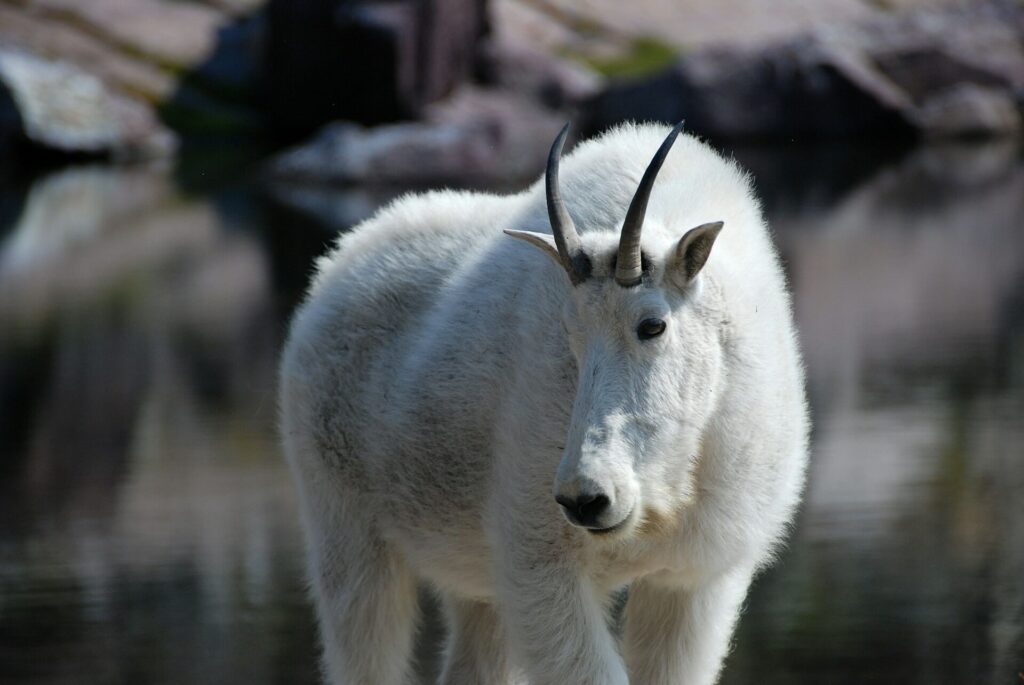 Mountain Goat