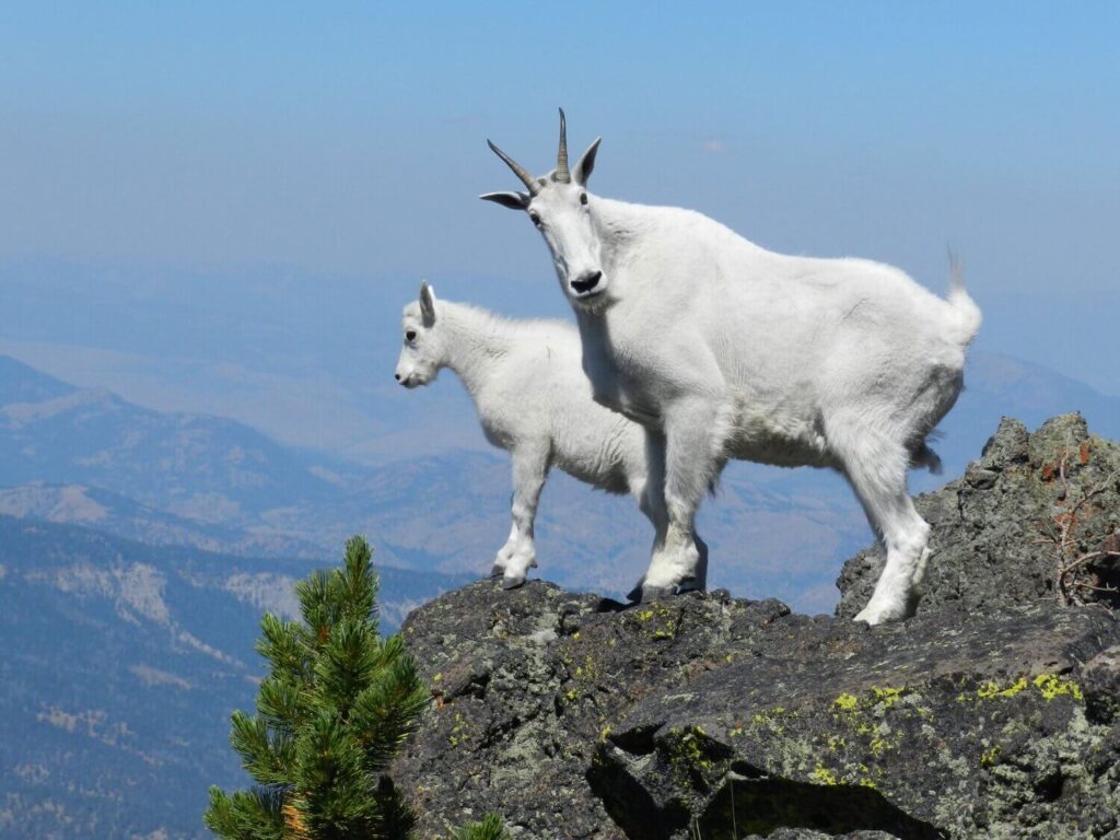 Mountain Goats